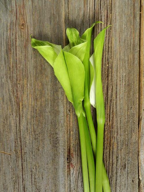 GREEN GODDESS 75 CM ASSORTED CALLA LILY